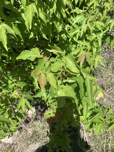 Ungnadia speciosa