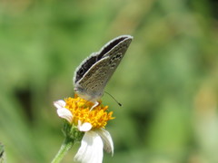 Papilionoidea