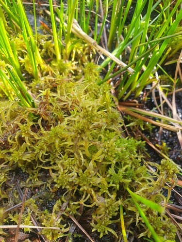 Image of Sphagnum flexuosum by no rights reserved