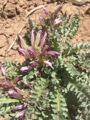 Pedicularis centranthera