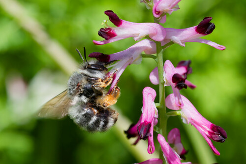 Representative image of Anthophora dispar