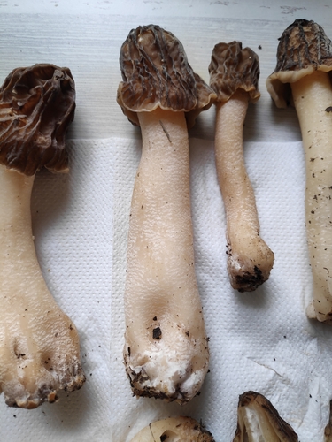 Bohemiškasis aukšliavarpis