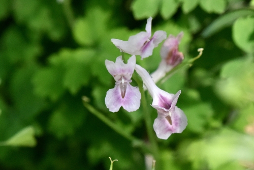Corydalis edulis (Corydalis edulis)