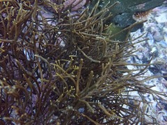 Bifurcariopsis capensis