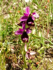 Ophrys bertolonii