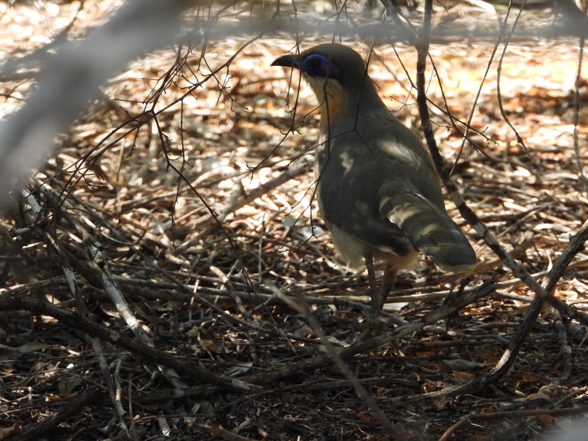 Running Coua (Coua cursor), photo 1