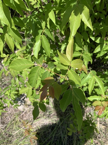 Ungnadia speciosa