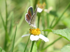 Echinargus isola