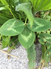 Trifolium pratense