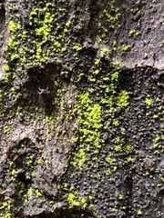 Chrysothrix granulosa