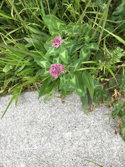 Trifolium pratense