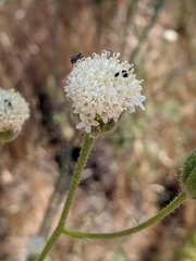 Chaenactis artemisiifolia