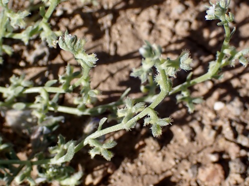 Image of Pectocarya heterocarpa by (c) Sue Carnahan, some rights reserved (CC BY)