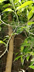 Leucauge