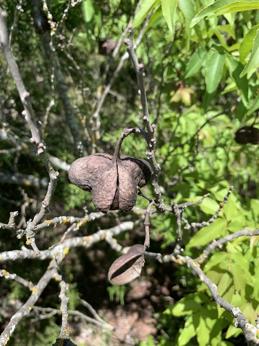 Ungnadia speciosa