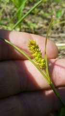 Carex microdonta
