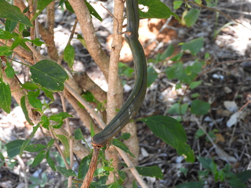 Image of Vanilla madagascariensis by (c) amantedarmanin, some rights reserved (CC BY)
