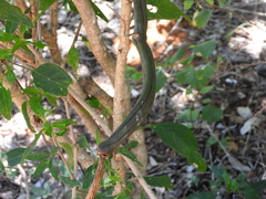 Vanilla madagascariensis, photograph (c) amantedarmanin, some rights reserved (CC BY)