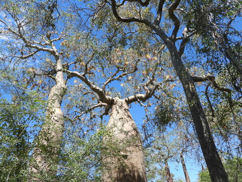 Image of Fony Baobab (Adansonia rubrostipa) by (c) amantedarmanin, some rights reserved (CC BY)
