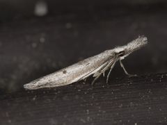 Pleurota albastrigulella