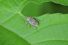 Tanymecus