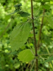 Hesperocnide tenella