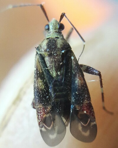 Taedia bananalensis