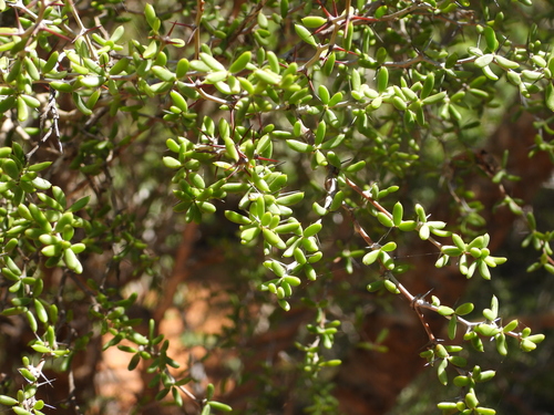 Alluaudiopsis marnieriana (Alluaudiopsis marnieriana)