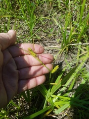 Carex microdonta