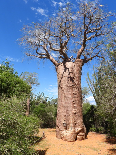 Image of Fony Baobab (Adansonia rubrostipa) by (c) amantedarmanin, some rights reserved (CC BY)