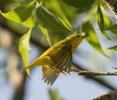 Setophaga petechia image