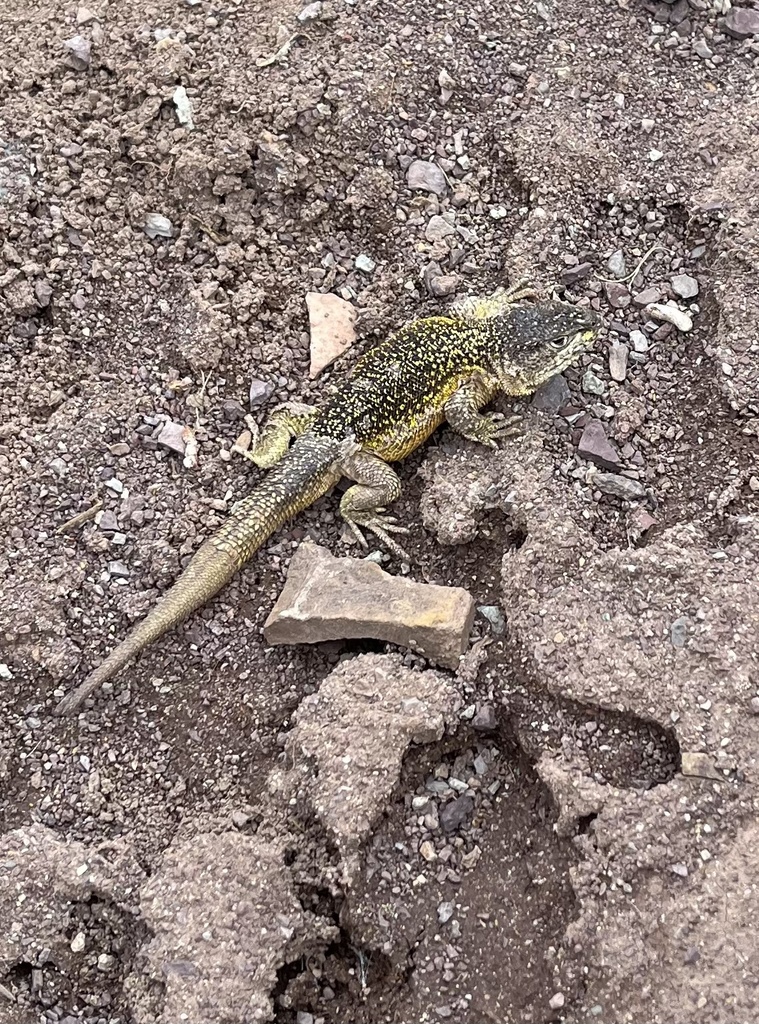 Awsanqati Smooth-Throated Lizard