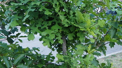 Quercus