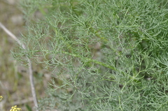 Lomatium klickitatense