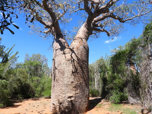 Image of Adansonia rubrostipa by (c) amantedarmanin, some rights reserved (CC BY)