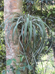 Tillandsia utriculata