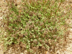 Salpianthus arenarius