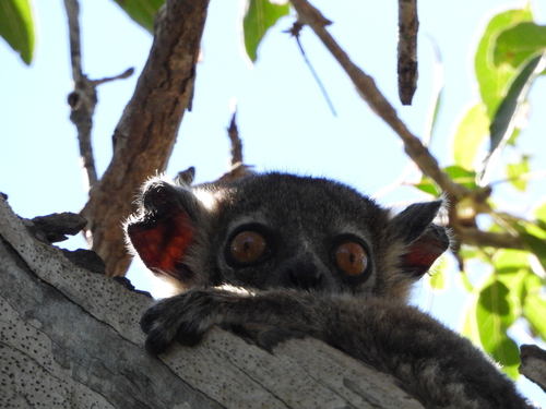 Petter's Sportive Lemur