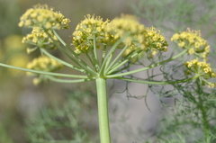 Lomatium klickitatense