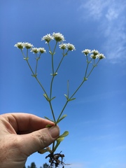 Valerianella nuttallii
