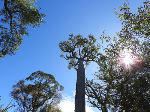 Pachypodium mikea