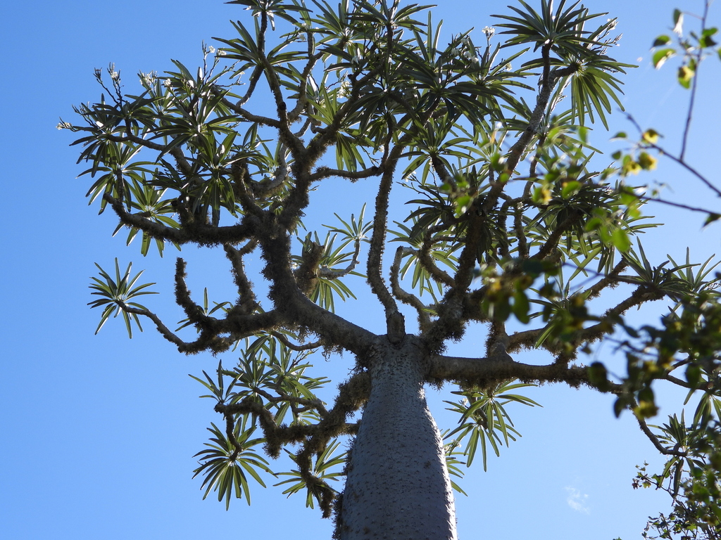 Pachypodium mikea, Atsimo-Andrefana, MG-TL, MG