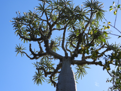 Pachypodium mikea