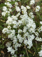 Valerianella nuttallii