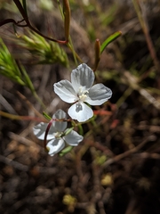 Clarkia epilobioides