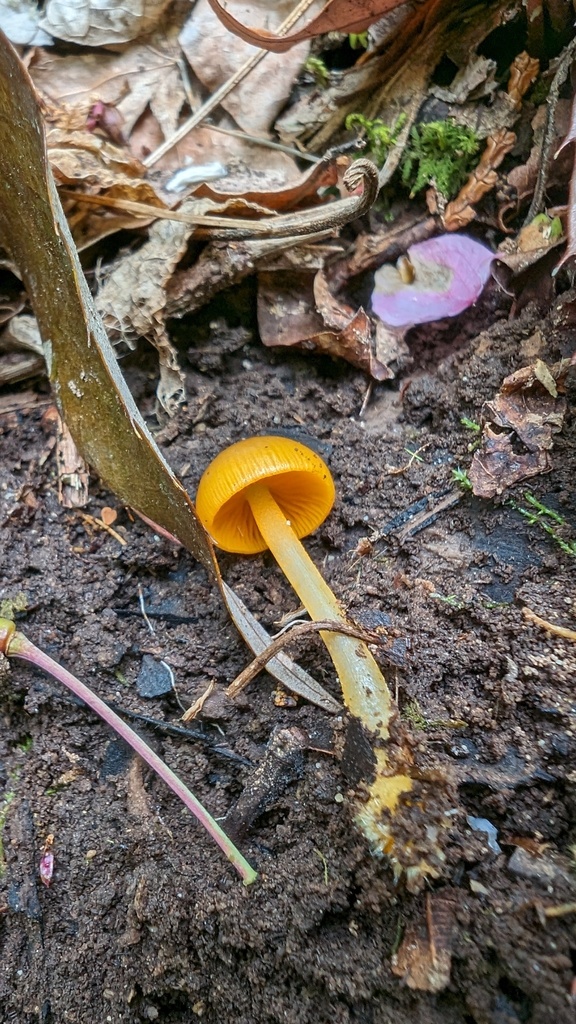 Mycena leana · April 2024 · photo: © atsushi_nakajima_cirque (iNaturalist, cc-by)