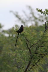 Lanius melanoleucus