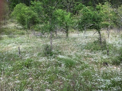 Valerianella nuttallii