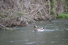 Anas platyrhynchos domesticus