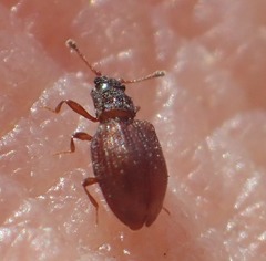 Latridius minutus